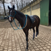 Pferd mit Halsring individuell gefertigt aus hochwertigem Seil in Wunschfarbe und Wunschgröße bei Leipzig