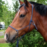 Handgefertigtes Knotenhalfter für Ihr Pferd - Individuell und Passgenau dank Maßanfertigung | Das Tau - Ihr Seiler bei Leipzig