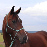 Handgefertigtes Knotenhalfter für Ihr Pferd - Individuell und Passgenau dank Maßanfertigung | Das Tau - Ihr Seiler bei Leipzig