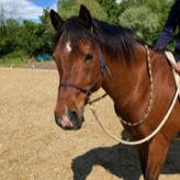Pferd mit Halsring individuell gefertigt aus hochwertigem Seil in Wunschfarbe und Wunschgröße bei Leipzig
